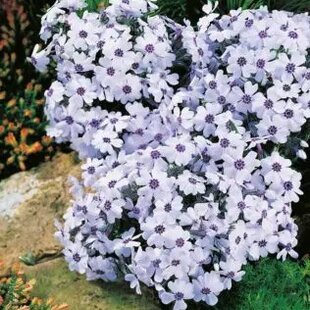 Flox šidlolistý BAVARIA ‘, výška 15/25 cm, v črepníku 2l Phlox subulata ‘Bavaria‘