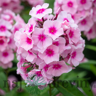 Flox šidlolistý ‘Bright Eyes‘, výška 10/15 cm, v črepníku Phlox (P) ‘Bright Eyes‘