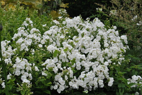 Flox White Admiral, výška 10/15 cm, v črepníku P9 Phlox White Admiral
