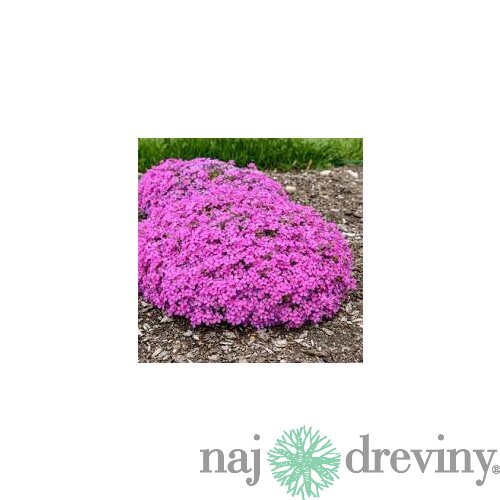 Flox ‘Zwergenteppich‘ 15/25 cm v črepníku 2l Phlox ‘Zwergenteppich‘