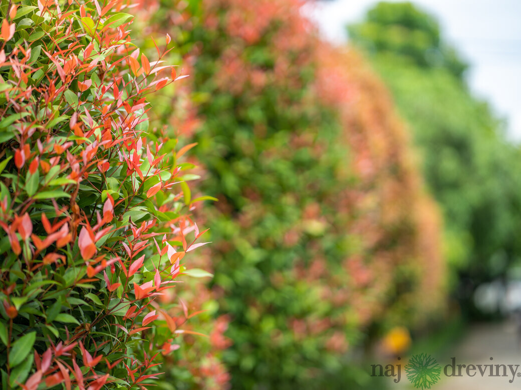 Fotínia a Vavrínovec – najlepšie živé ploty
