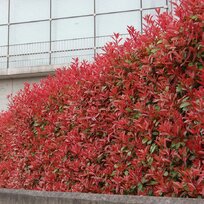 Fotínia aj na živý plot (červienka) Red Robin 100/130 cm, v črepníku Photinia fraseri red robin