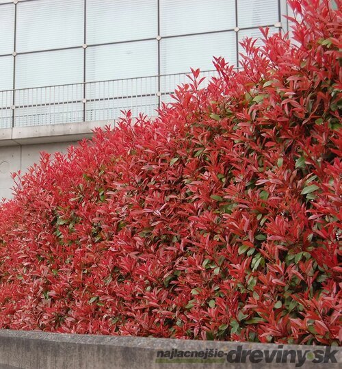 Fotínia aj na živý plot (červienka) Red Robin 100/130 cm, v črepníku Photinia fraseri red robin