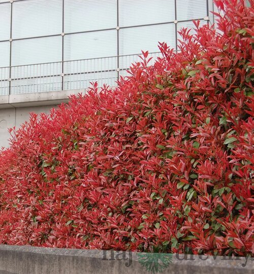 Fotínia aj na živý plot (červienka) Red Robin 100/130 cm, v črepníku Photinia fraseri red robin