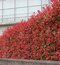 Fotínia aj na živý plot (červienka) Red Robin 100/130 cm, v črepníku Photinia fraseri red robin
