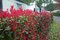 Fotínia aj na živý plot (červienka) Red Robin 25/35  cm, v črepníku P10 Photinia fraseri red robin