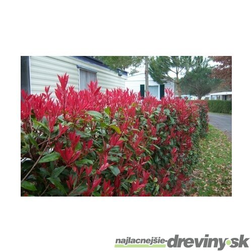 Fotínia aj na živý plot (červienka) Red Robin 25/35  cm, v črepníku P10 Photinia fraseri red robin