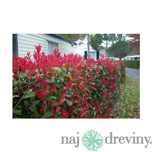 Fotínia aj na živý plot (červienka) Red Robin 25/35  cm, v črepníku P10 Photinia fraseri red robin