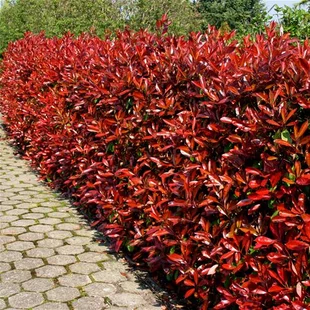 Fotínia aj na živý plot (červienka) Red Robin 40/50 cm, v črepníku Photinia Red Robin