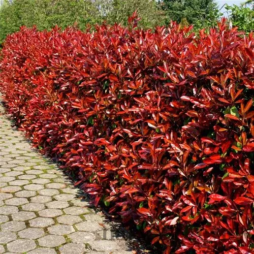 Fotínia aj na živý plot (červienka) Red Robin 40/50 cm, v črepníku Photinia Red Robin