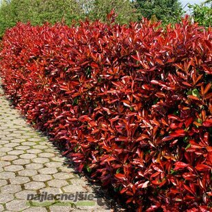 Fotínia aj na živý plot (červienka) Red Robin 40/50 cm, v črepníku Photinia Red Robin