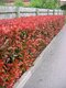 Fotínia aj na živý plot (červienka) Red Robin 60/80 cm, v črepníku 3l Photinia Red Robin
