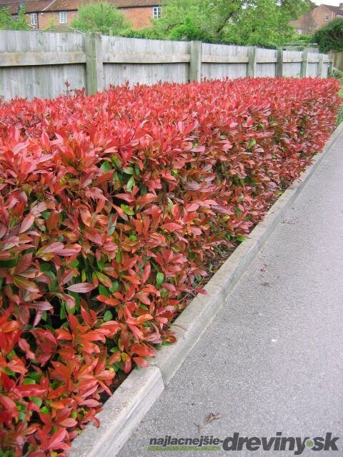 Fotínia aj na živý plot (červienka) Red Robin 60/80 cm, v črepníku 3l Photinia Red Robin