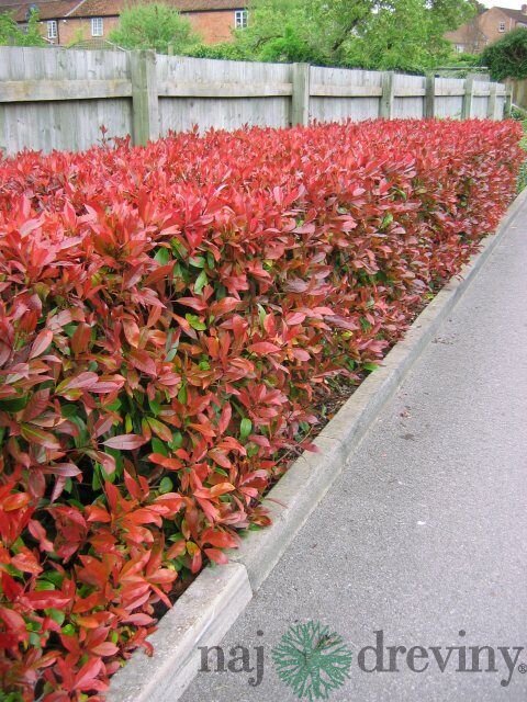 Fotínia aj na živý plot (červienka) Red Robin 60/80 cm, v črepníku 3l Photinia Red Robin