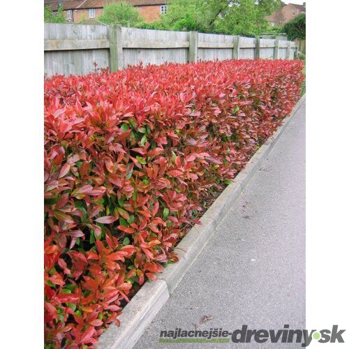 Fotínia aj na živý plot (červienka) Red Robin 60/80 cm, v črepníku 3l Photinia Red Robin