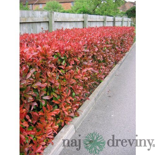 Fotínia aj na živý plot (červienka) Red Robin 60/80 cm, v črepníku 3l Photinia Red Robin