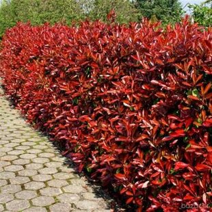 Fotínia aj na živý plot (červienka) Red Robin 80/100 cm, v črepníku Photinia fraseri Red Robin