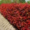 Fotínia aj na živý plot(červienka), výška 150/175 cm, v črepníku 18l Photinia fraseri red robin