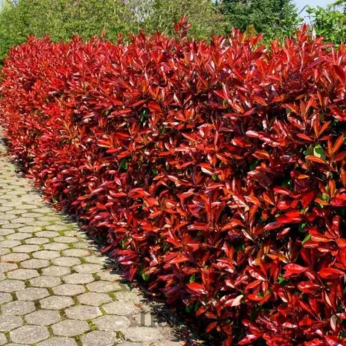 Fotínia aj na živý plot(červienka), výška 150/175 cm, v črepníku 18l Photinia fraseri red robin