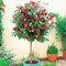 Fotínia Carre Rouge (čiervienka) na kmienku 60/80 cm, v črepníku Photinia fras. Carre Rogue