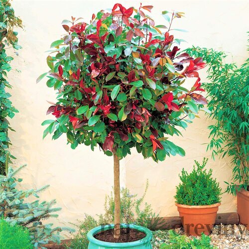 Fotínia Carre Rouge (čiervienka) na kmienku 60/80 cm, v črepníku Photinia fras. Carre Rogue