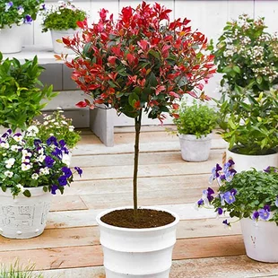 Fotínia (červienka) na kmienku Little Red Robin, výška 90/120 cm, priemer koruny 40/50 cm, v črepníku Photinia Fraseri Red Robin