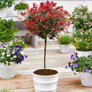 Fotínia (červienka) na kmienku Little Red Robin, výška 90/120 cm, priemer koruny 40/50 cm, v črepníku Photinia Fraseri Red Robin