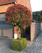 Fotínia (červienka) na kmienku výška 180/200 cm, priemer koruny 35/50 cm v kvetináči Photinia Fraseri Red Robin