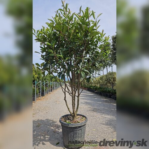 Fotínia  (červienka) Red Robin Mushroom-multikmeň 150/175 cm v črepníku 35l Photinia x fraseri