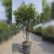 Fotínia  (červienka) Red Robin Mushroom-multikmeň 150/175 cm v črepníku 35l Photinia x fraseri