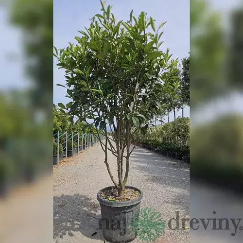 Fotínia  (červienka) Red Robin Mushroom-multikmeň 150/175 cm v črepníku 35l Photinia x fraseri