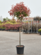 Fotínia (červienka) Red Robin na kmienku 150 cm, celková výška 180/200 cm, v črepníku 10l Photinia fraseri Red Robin