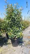 Fotínia (červienka) výška 180/200 cm v kvetináči Photinia Fraseri Red Robin