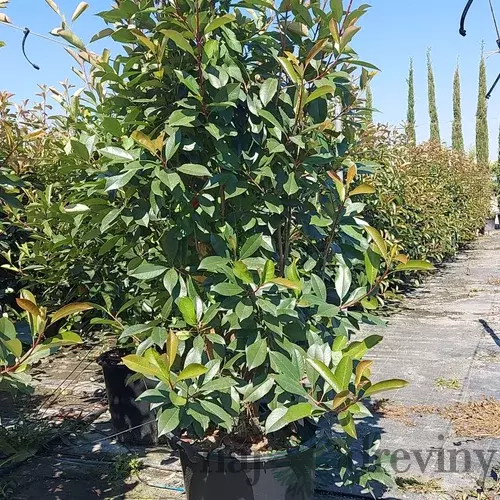 Fotínia (červienka) výška 180/200 cm v kvetináči Photinia Fraseri Red Robin