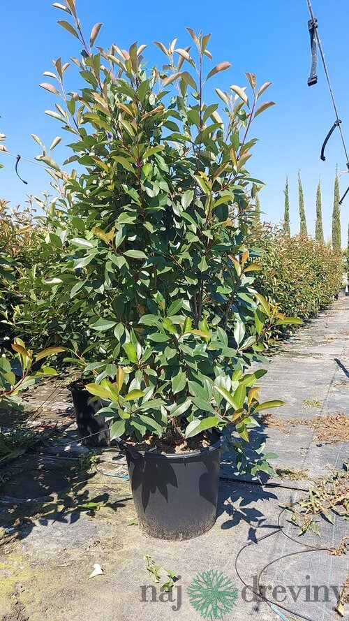 Fotínia (červienka) výška 180/200 cm v kvetináči Photinia Fraseri Red Robin