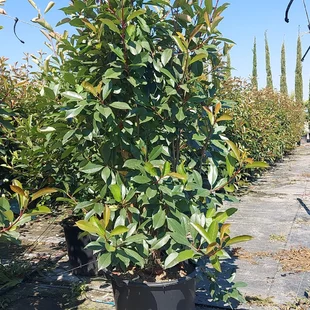 Fotínia (červienka) výška 180/200 cm v kvetináči Photinia Fraseri Red Robin