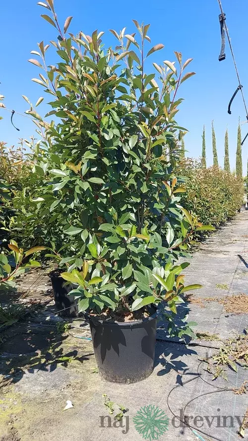 Fotínia (červienka) výška 180/200 cm v kvetináči Photinia Fraseri Red Robin