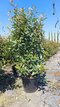 Fotínia (červienka) výška 180/200 cm v kvetináči Photinia Fraseri Red Robin