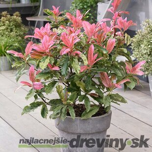 Fotínia čínska - červienka Pink Crispy na kmienku 80/100 cm celková výška 110/130 cm v črepníku Photinia serratifolia Pink Crispy
