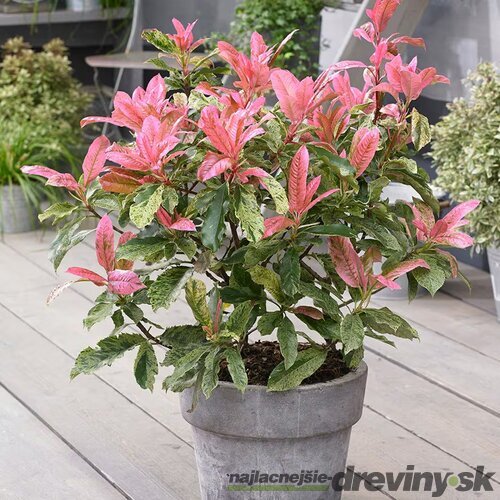 Fotínia čínska - červienka Pink Crispy na kmienku 80/100 cm celková výška 110/130 cm v črepníku Photinia serratifolia Pink Crispy