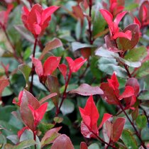 Fotínia Little Red Robin - červienka, výška 15/25 cm, v črepníku 2l Photinia fraseri Little Red Robin