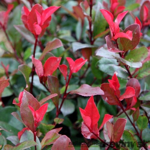 Fotínia Little Red Robin - červienka, výška 15/25 cm, v črepníku 2l Photinia fraseri Little Red Robin