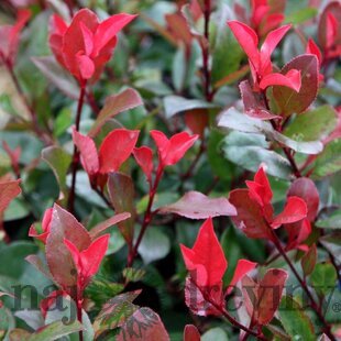 Fotínia Little Red Robin - červienka, výška 40/50 cm, v črepníku 2l Photinia fraseri Little Red Robin