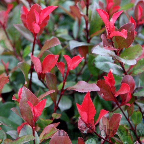 Fotínia Little Red Robin - červienka, výška 40/50 cm, v črepníku 2l Photinia fraseri Little Red Robin