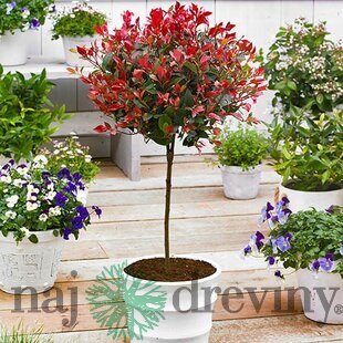 Fotínia na kmienku Little Red Robin, výška 90/120 cm, priemer koruny 40/50 cm, v črepníku Photinia Fraseri Red Robin