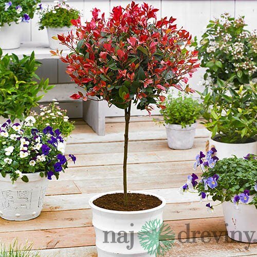 Fotínia na kmienku Little Red Robin, výška 90/120 cm, priemer koruny 40/50 cm, v črepníku Photinia Fraseri Red Robin