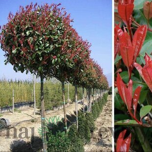Fotínia na kmienku Red Robin 130/140 cm, priemer koruny 35/40 cm, v črepníku Photinia fraseri Red Robin