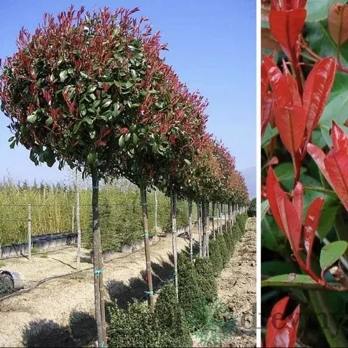 Fotínia na kmienku Red Robin (červienka) 130/140 cm, priemer koruny 35/40 cm, v črepníku Photinia fraseri Red Robin