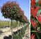 Fotínia na kmienku Red Robin (červienka) 130/140 cm, priemer koruny 35/40 cm, v črepníku Photinia fraseri Red Robin