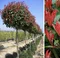 Fotínia na kmienku Red Robin (červienka) 130/140 cm, priemer koruny 35/40 cm, v črepníku Photinia fraseri Red Robin